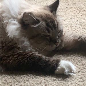 Meet your Posher, Jannah